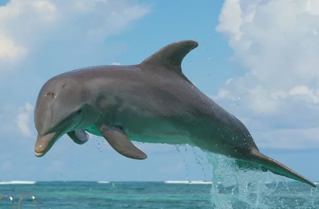Dolphin Island Park Bavaro Punta Cana 2